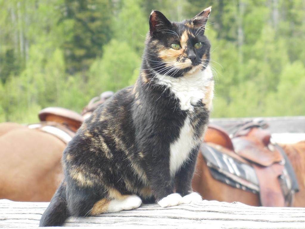 Wells Gray Guest Ranch Ξενοδοχείο Clearwater Εξωτερικό φωτογραφία