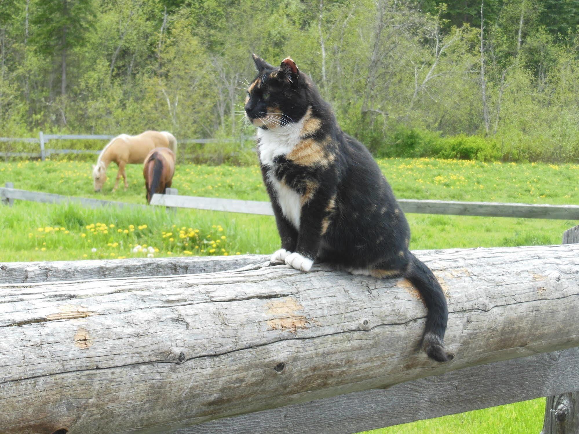 Wells Gray Guest Ranch Ξενοδοχείο Clearwater Εξωτερικό φωτογραφία
